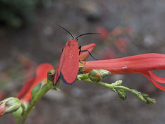Lycomorpha regulus