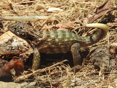 Leiocephalus carinatus