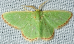Eucrostes indigenata