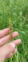 Carex conjuncta