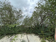Agave sisalana