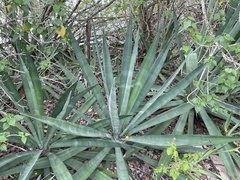Agave sisalana
