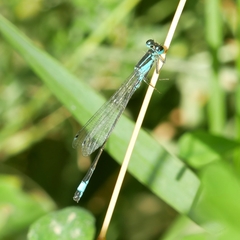 Ischnura elegans
