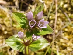 Gentianella aurea