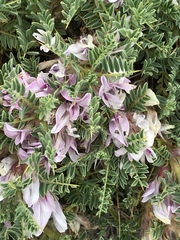 Astragalus sempervirens