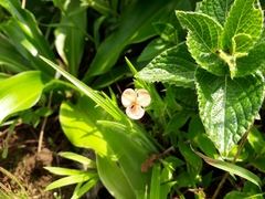 Murdannia lanuginosa