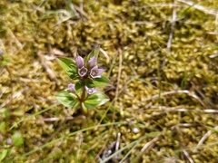 Gentianella aurea
