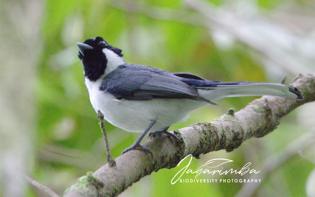 Flores Monarch (Symposiachrus sacerdotum) photo