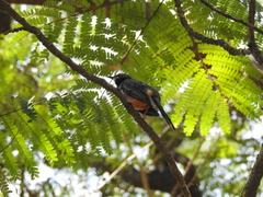Turdus plumbeus