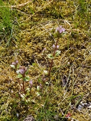 Gentianella aurea