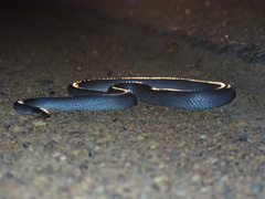 Cryptophis pallidiceps