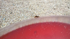 Pogonosoma maroccanum