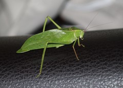 Stilpnochlora quadrata