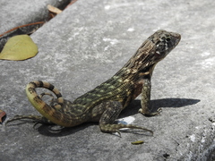 Leiocephalus carinatus