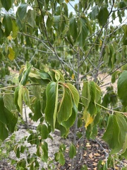 Colubrina arborescens