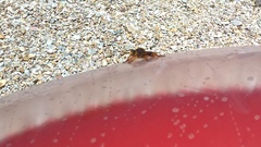 Pogonosoma maroccanum