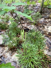 Diphasiastrum complanatum