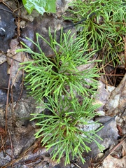 Diphasiastrum complanatum