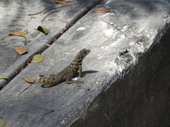 Leiocephalus carinatus