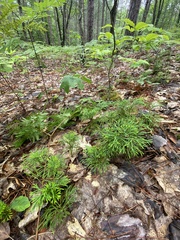 Diphasiastrum complanatum