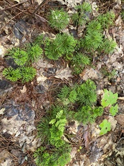 Diphasiastrum complanatum