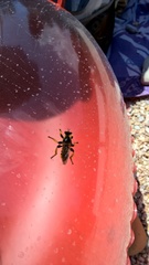 Pogonosoma maroccanum