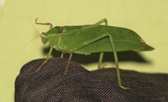 Stilpnochlora quadrata