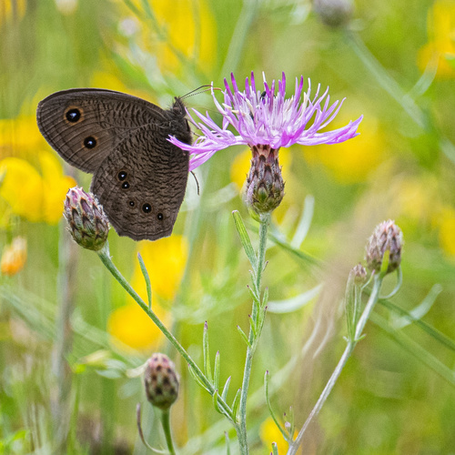 Common Wood-Nymph, photo 9 of 10