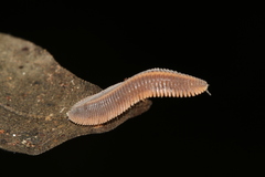 Platydesmidae