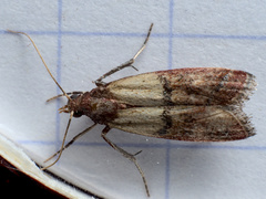 Plodia interpunctella