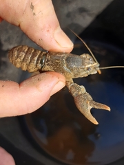 Austropotamobius torrentium