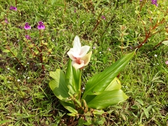 Curcuma caulina