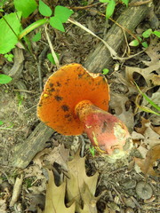 Boletus rubroflammeus