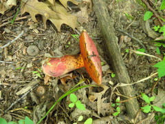 Boletus rubroflammeus