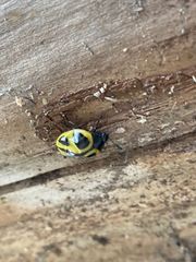 Aegithus quadrinotatus