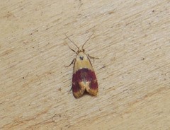 Diceratura ostrinana