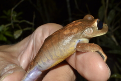 Bokermannohyla ahenea