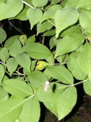 Lamprohiza splendidula