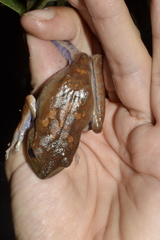 Bokermannohyla ahenea