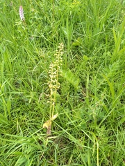 Neottia ovata