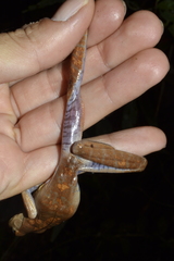 Bokermannohyla ahenea