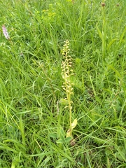 Neottia ovata