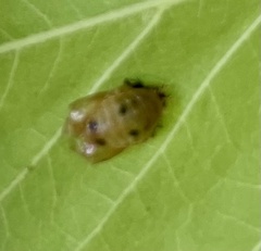 Chelymorpha cassidea