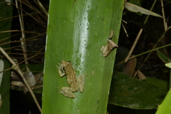 Scinax perpusillus