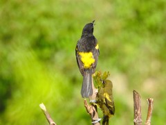 Icterus melanopsis