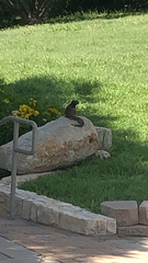 Otospermophilus variegatus