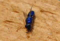 Chrysis indigotea