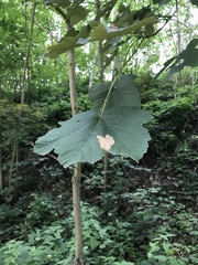 Heterarthrus cuneifrons