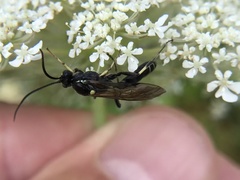 Ctenichneumon panzeri