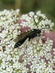 Ctenichneumon panzeri